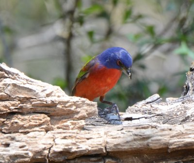 Painted Bunting, Male