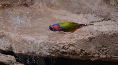 Painted Bunting, Male