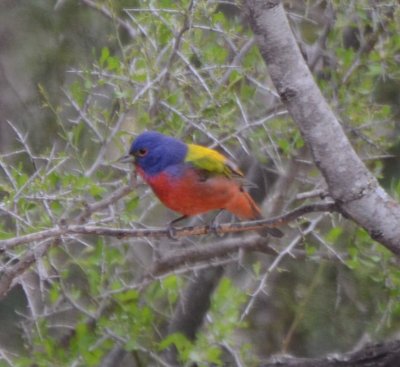 Painted Bunting, Male