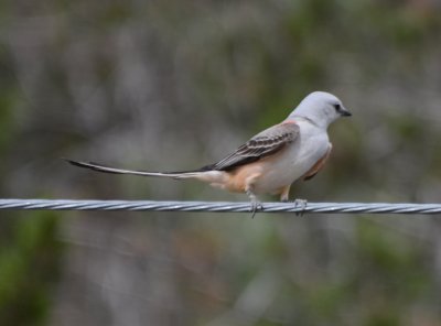 Scissor-tailed Flycatcher