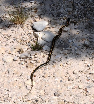 Eastern Black-necked Garter Snake