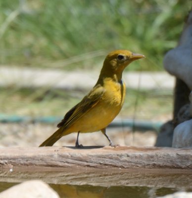 Summer Tanager, Female