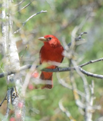 Summer Tanager, Male