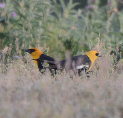 Yellow-headed Blackbirds, Males