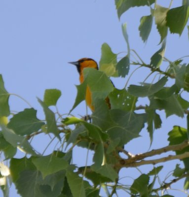 Bullock's Oriole, Male