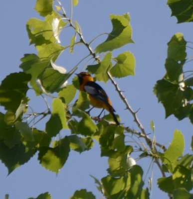 Bullock's Oriole, Male