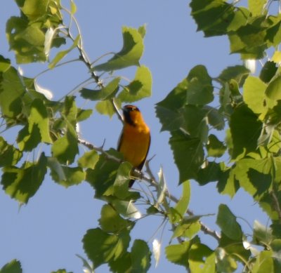 Bullock's Oriole, Male