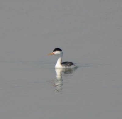 Clark's Grebe