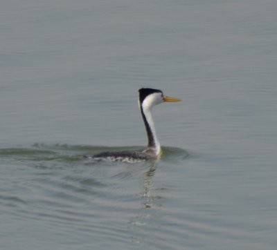 Clark's Grebe