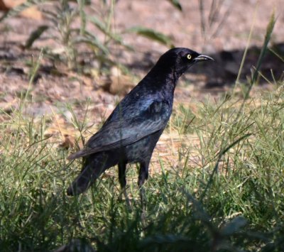 Brewer's Blackbird, Male