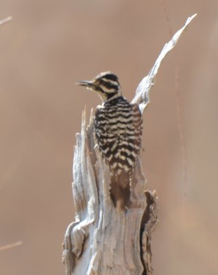 Ladder-backed Woodpecker, Female