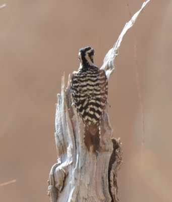 Ladder-backed Woodpecker, Female