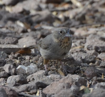 Canyon Towhee