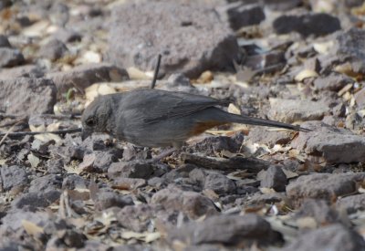 Canyon Towhee