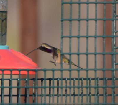 Lucifer Hummingbird, Male