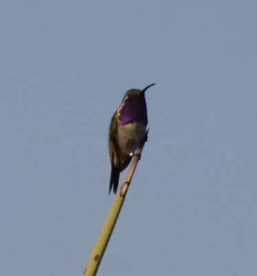 Lucifer Hummingbird, Male