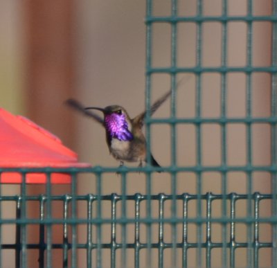 Lucifer Hummingbird, Male