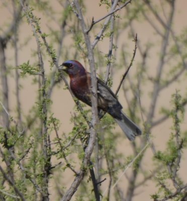 Varied Bunting, Male