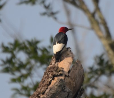 Red-headed Woodpecker