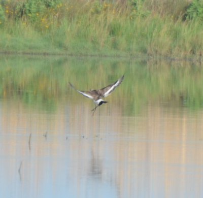 Black-tailed Godwit (3)