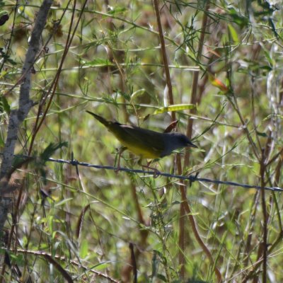 Mourning Warbler, Male