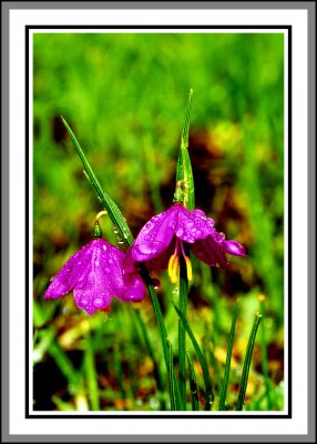 satin flowers