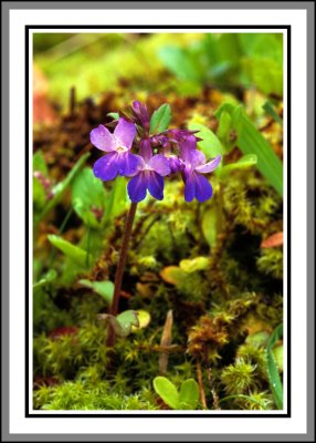 Blue-Eyed Mary 1