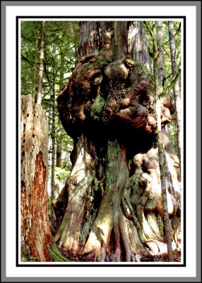 Gnarliest Tree Avatar Grove 2