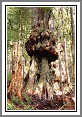Gnarliest Tree Avatar Grove 3
