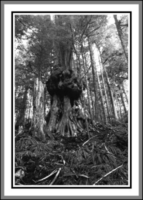 Gnarliest Tree Avatar Grove b&w