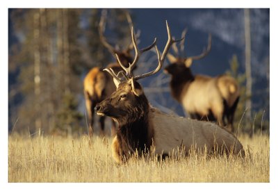 Bull Elk Jasper 1