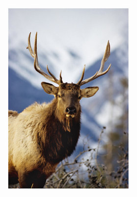 Bull Elk Jasper 2