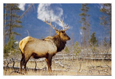Bull Elk Jasper 3