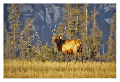 Bull Elk Jasper
