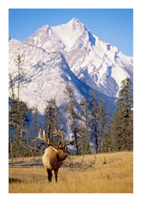 Bull elk and mountain #1