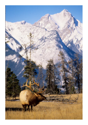 Bull elk and mountain #2