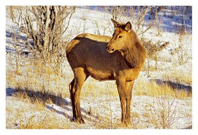elk calf