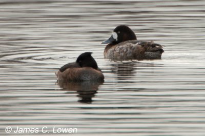 Greater Scaup