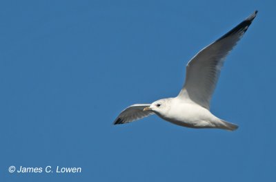Common Gull