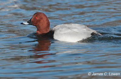 Pochard