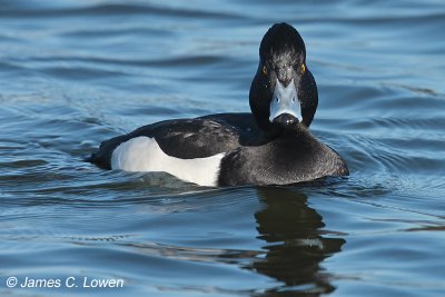 Tufted Duck