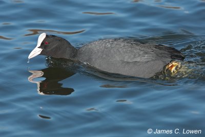 European Coot