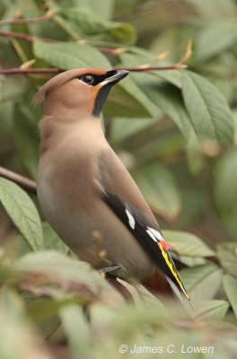 Waxwing