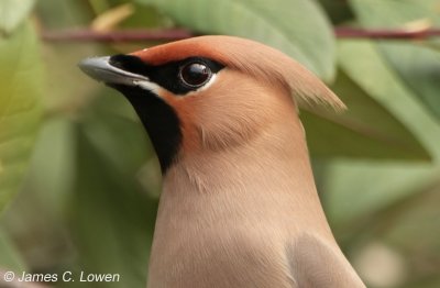 Waxwing