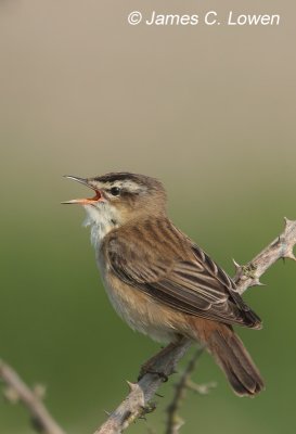 Sedge Warbler