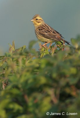 Yellowhammer
