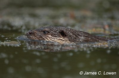 European Otter