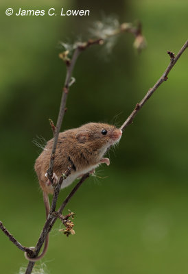 Harvest Mouse