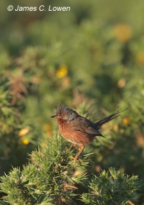 Dartford Warbler