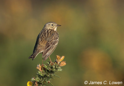 Meadow Pipit